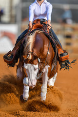 Wall Mural - The front view of a rider stopping a horse in the sand.	