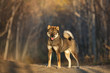 Portrait of happy and beautiful japanese dog breed shikoku standing in the forest in autumn