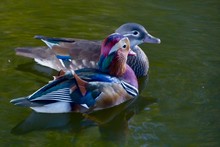 Pair Of Mandarin Ducks On Mirky Green Pond Swimming Together