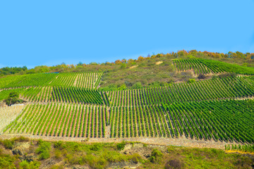 Terraced vineyard along the Rhine River in Germany