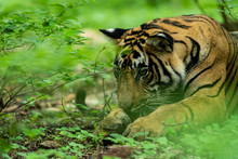 Wild Male Tiger Head Shot In Monsoon Green At Ranthambore National Park, India - Panthera Tigris Tigris