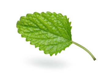 Sticker - Fresh lemon balm leaf, melissa isolated on white background