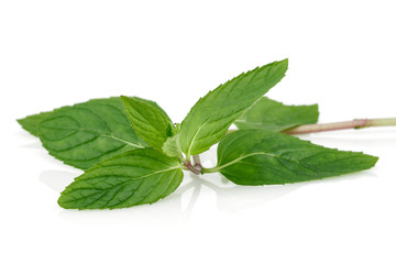 Wall Mural - Fresh green mint leaves isolated on white background