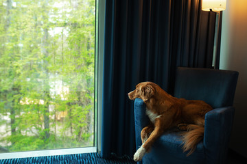 dog on a blue armchair by the window. Nova Scotia Duck Tolling Retriever inside