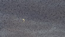 Massive Starling Flock Flying In The Evening Sky With The Moon Behind