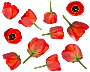 Wall Mural - Tulip red flower isolated set on white background