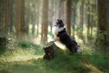 Wall Mural - dog in forest. Sunlight. Pet on the nature. Sheltie tricolor in nature