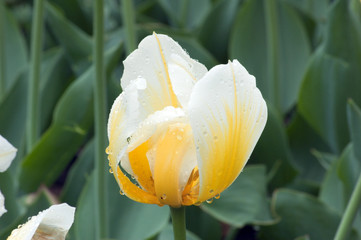 yellow tulip