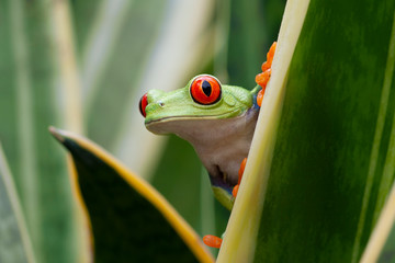 red-eyed tree frog in rainforest