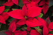 Display of Red Poinsettias at a Greenhouse