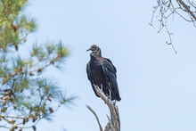 Black Vulture In A Old Dead Tree