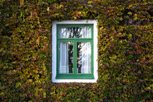 Window In The Wall Covered In Leaves