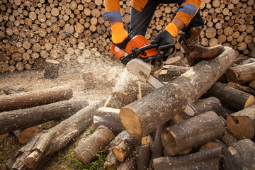 Wall Mural - Chainsaw in action cutting wood. Man cutting wood with saw, dust and movements. Chainsaw. Close-up of woodcutter sawing chain saw in motion, sawdust fly to sides.