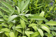 Closeup of a Sage Plant in a collection of fresh herbs