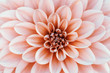 Leinwanddruck Bild -  Defocused pastel, peach, coral dahlia petals macro, floral abstract background. Close up of flower dahlia for background, Soft focus.
