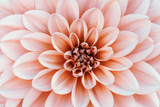  Defocused pastel, peach, coral dahlia petals macro, floral abstract background. Close up of flower dahlia for background, Soft focus.