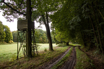 path in the forest with a perch