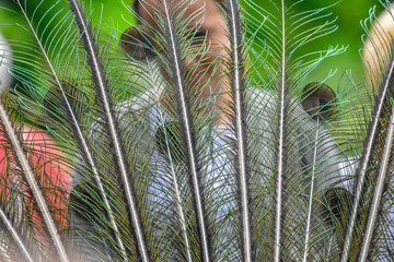 Canvas Print - peacock feathers 