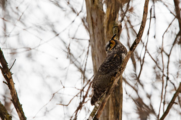 Wall Mural - Long-eared owl (Asio otus) in winter