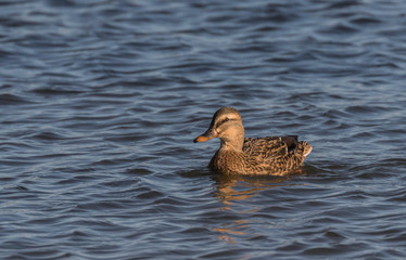 female mallard duck in blue water 