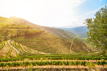 Wall Mural - Vineyards with red wine grapes for Port wine production in winery near Douro valley and Duero river, Peso da Regua, Porto Portugal