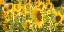 Sunshine On A Stem Sunflower Free Stock Photo - Public Domain Pictures
