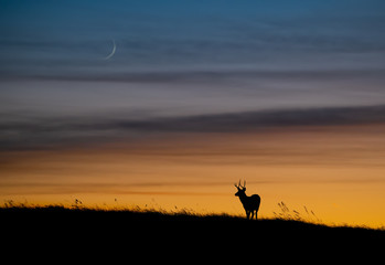 Wall Mural - mule deer silhouette at sunset