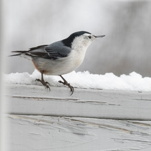 White Breasted Nuthatch In Winter