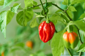 Habanero plant featuring fresh, ripe habanero peppers, ready for picking.