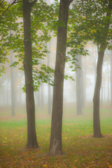 Wall Mural - Eerie scenery with mist and fog in the autumn, in the forest