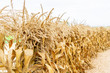 Wheat or corn stalks forming a decorative fence or barrier at a pumpkin patch in a farm field, depicting thanksgiving, autumn or halloween season in the fall.