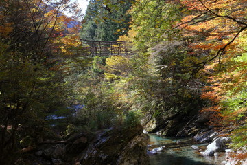 奥祖谷二重かずら橋　紅葉で彩られた渓谷