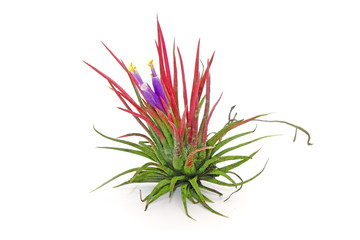 Wall Mural - Tillandsia ionantha isolated on white background. Tillandsia are sky plant, careless and low maintenance ornamental plants that required no soil, only plenty of water, sunlight and good airflow.