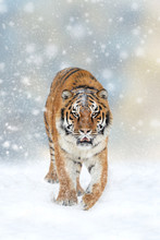Tiger In A Snow On Christmas Background