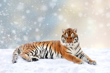 Tigre Dans La Neige Photo Stock Libre Public Domain Pictures