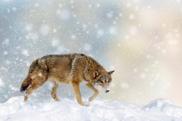 Fototapete - Wolf in a snow on Christmas background