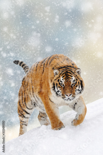 Dekoracja na wymiar  tygrys-w-sniegu-na-tle-bozego-narodzenia
