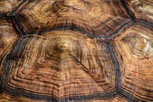 Close Up Of Giant Tortoise Shell Texture