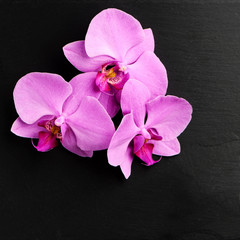 Wall Mural - Orchid flowers on dark background.