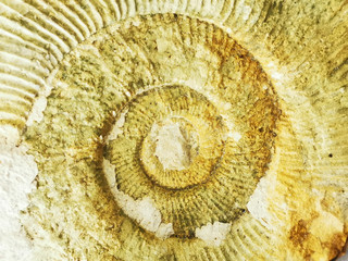 Wall Mural - ammonite fossil texture