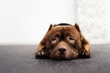 Fototapeta Konie - adorable brown american bully dog portrait indoors