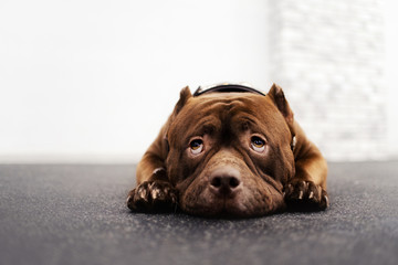 adorable brown american bully dog portrait indoors