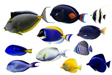 Sticker - Set of Surgeonfish on white isolated background with clipping path such as achiles, powder blue and naso