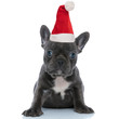 adorable french bulldog puppy dressed wearing santa hat for christmas