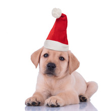 Cute Little Labrador Retriever Puppy Wearing Santa Hat