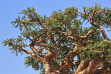 Fototapeta Góry - Boswellia - frankincense tree - Socotra island