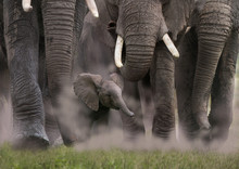 Afrikanische Elefant (Loxodonta Africana) Gruppe Mit Jungtier Von Vorne, Kenia, Ostafrika