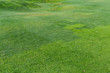 Background of the lawn with mown grass in selective focus