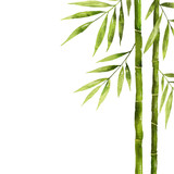 Fototapeta Sypialnia - Watercolor bamboo stem with green leaves and copy space.