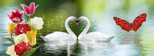 Image Of Beautiful Flowers And Swans On The Water Close Up